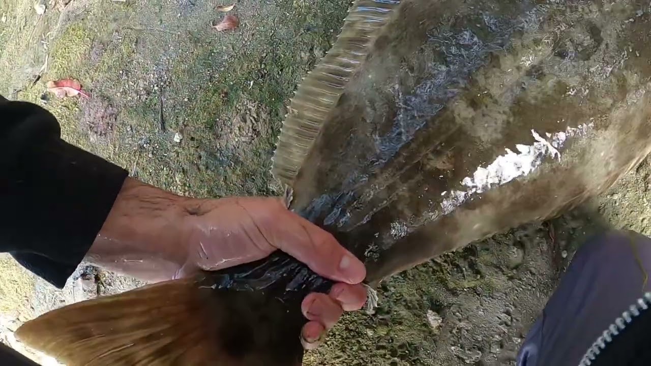 BIGGEST HALIBUT CAUGHT OUT OF CARLSBAD LAGOON #fishing #halibutfishing #carlsbad #sandiego