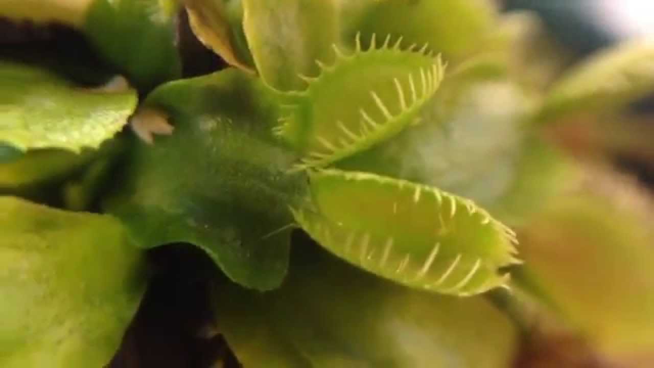 Strange Carnivorous Growth!