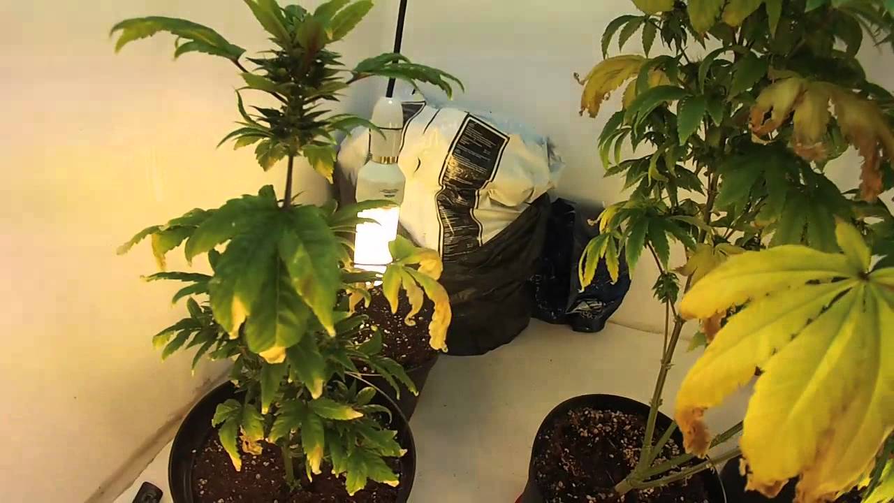 Stealth cannabis grow - Special Invite #1