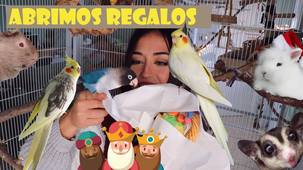 MIS ANIMALES ABREN REGALOS DE REYES - Agapornis, ninfas, petauro, cobaya, conejo