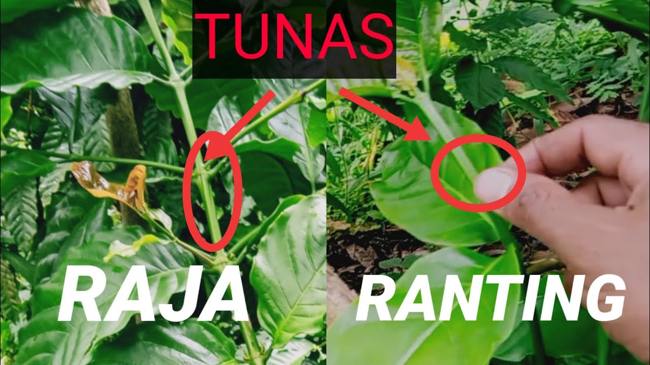 CARA MEMBEDAKAN TUNAS RAJA & TUNAS RANTING