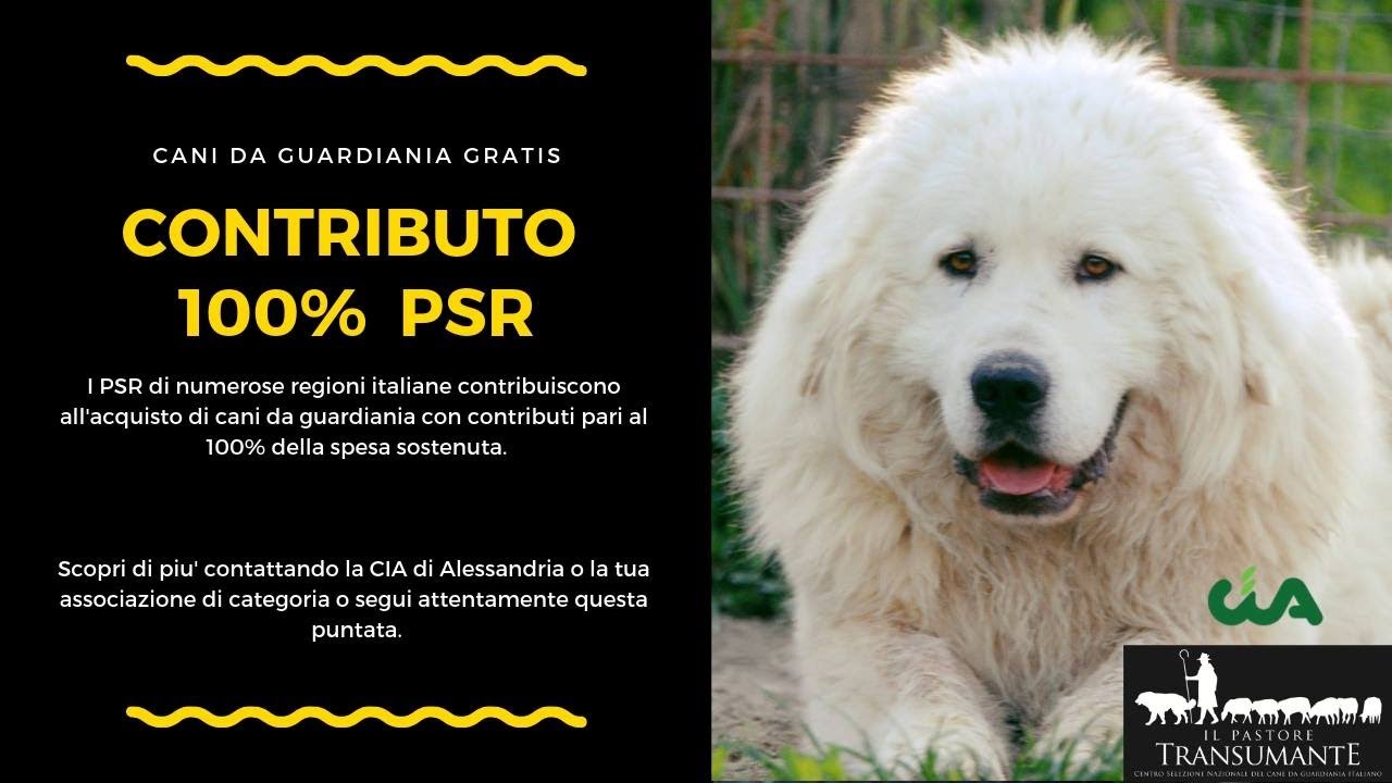 25. Cani da guardiania gratis: finanziamento PSR al 100% per aziende agricole a rischio lupo