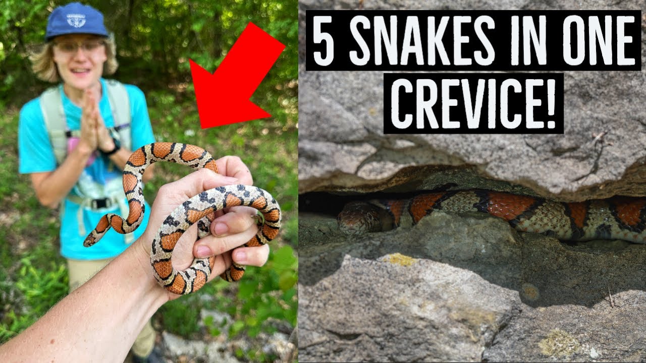 Tennessee Rock Wall Full of Snakes! Searching for Snakes in Alabama, Tennessee, and Kentucky!