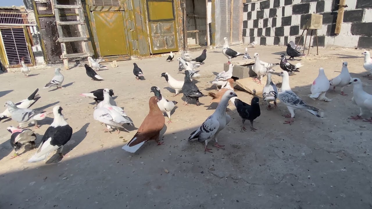 كشينا حمام جديدة ع السطح كلو جديد 