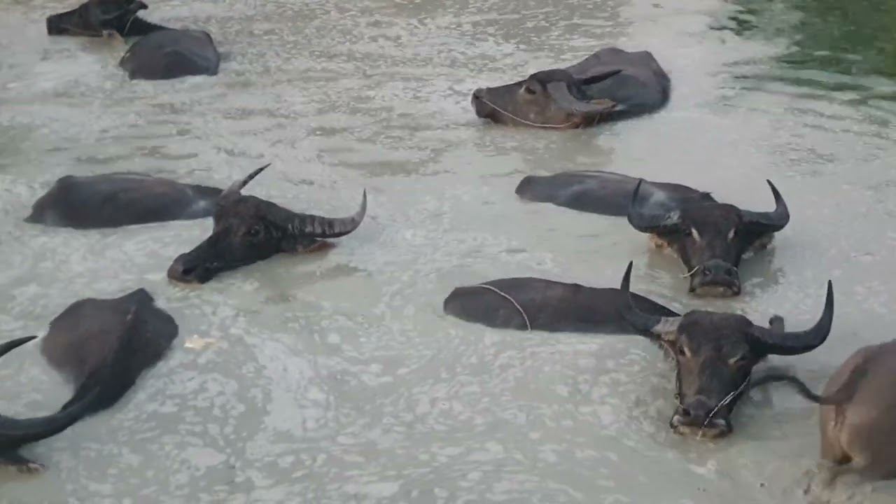 Many large buffaloes are playing in the lake.