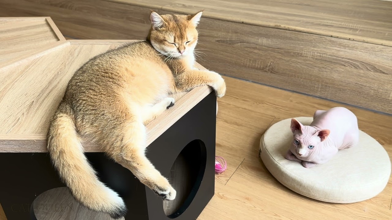 Collectie van de mooiste katten ter wereld / Grappigste kitten
