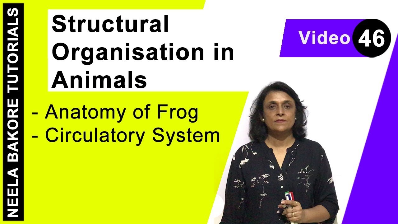 Structural Organisation in Animals | NEET | Anatomy of Frog - Circulatory System | Neela Bakore