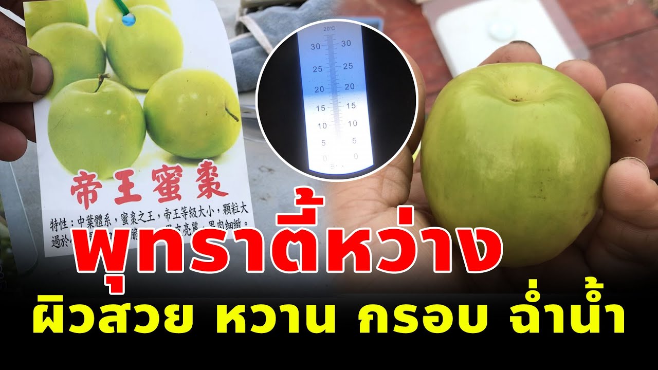 พุทราตี้หว่าง อีก 1 สายพันธุ์ที่น่าปลูก