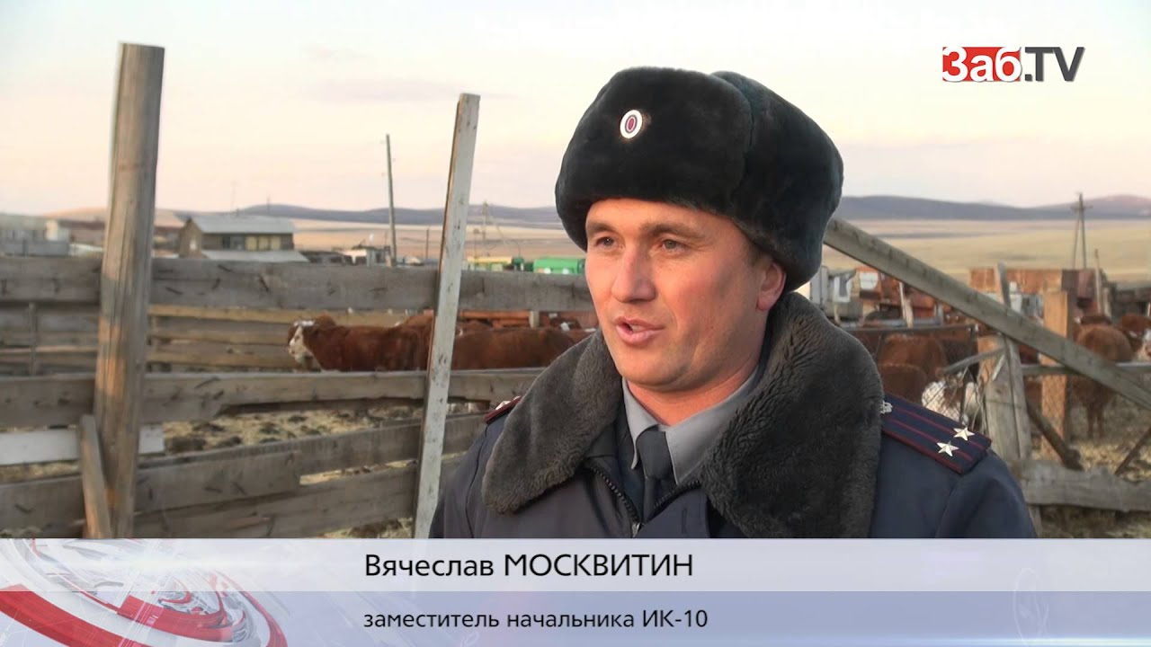 В краснокаменской колонии «хозяйничают» смотрящие за коровами