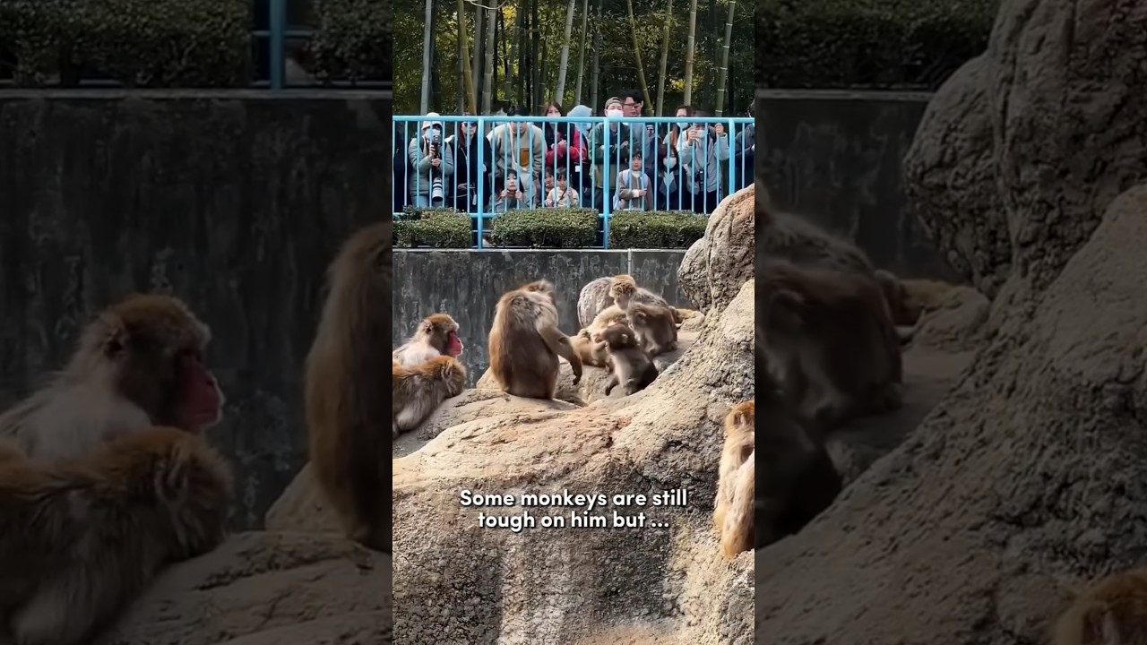 Baby Punch kun Monkey Changed The Hearts Of Millions Worldwide | #punchkun #punchmonkey #japan #cbum