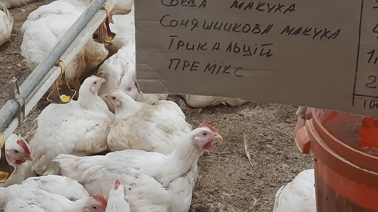 //Для Андрея Новикова Бройлерный рецепт корма,Рост и Старт,Ростут быстро едят мало,мои готовы//