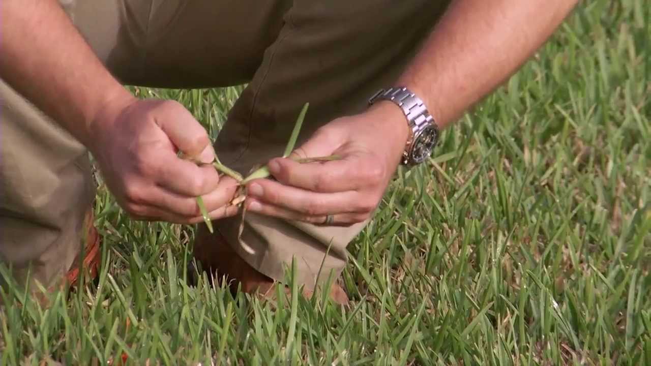 UF/IFAS Research Plant Breeding - Turfgrass