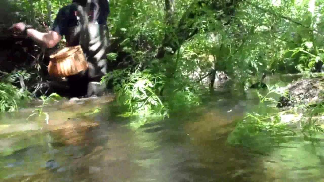 la pesca en galicia de truchas a la ballesta con cucharilla