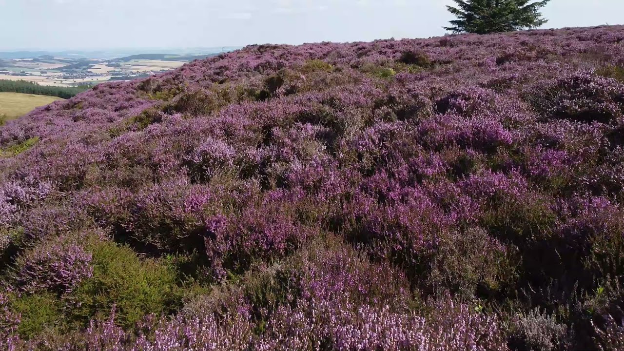 Purple Heather, Scotland