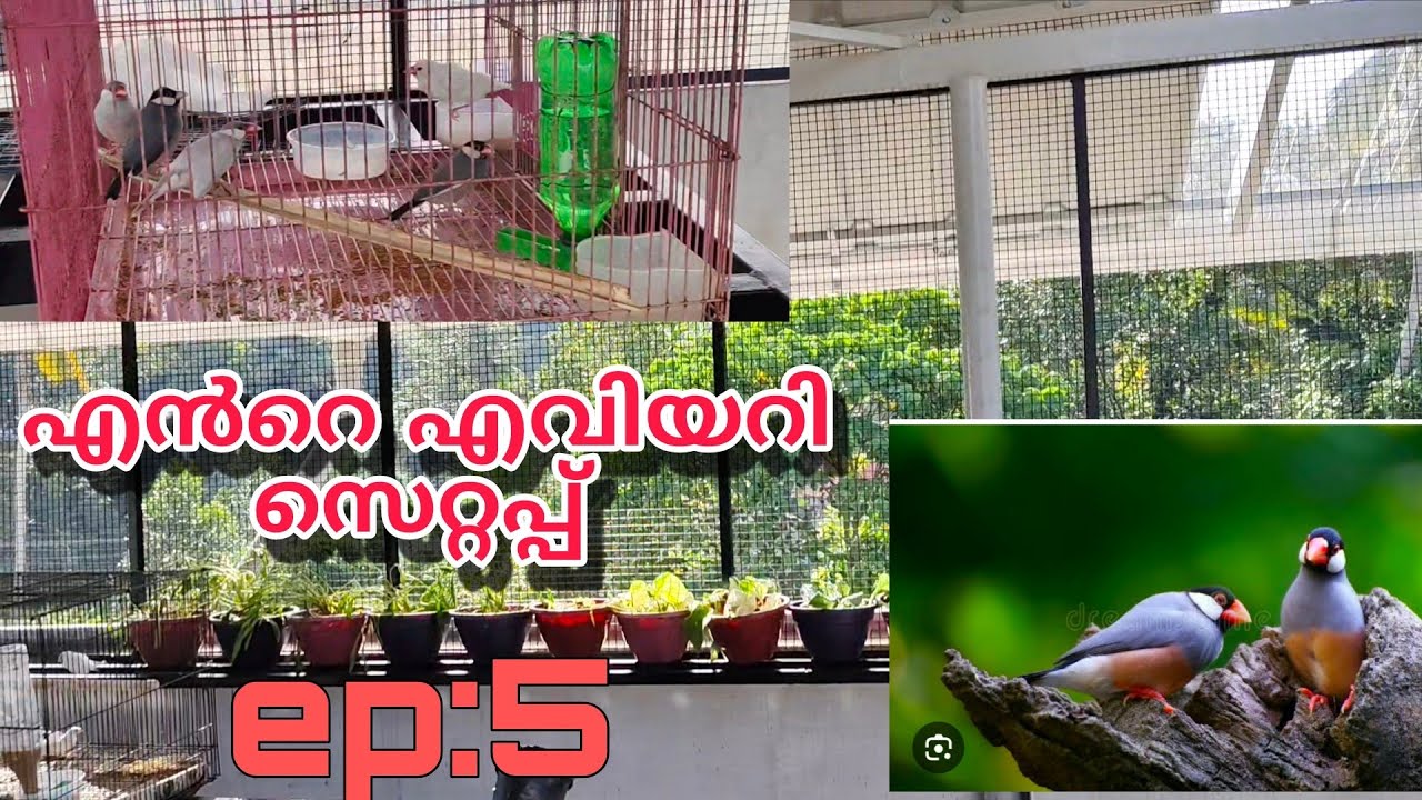 Aviary Setup ep : 5 | Garden of Wings| Terrace Aviary Setup Malayalam 