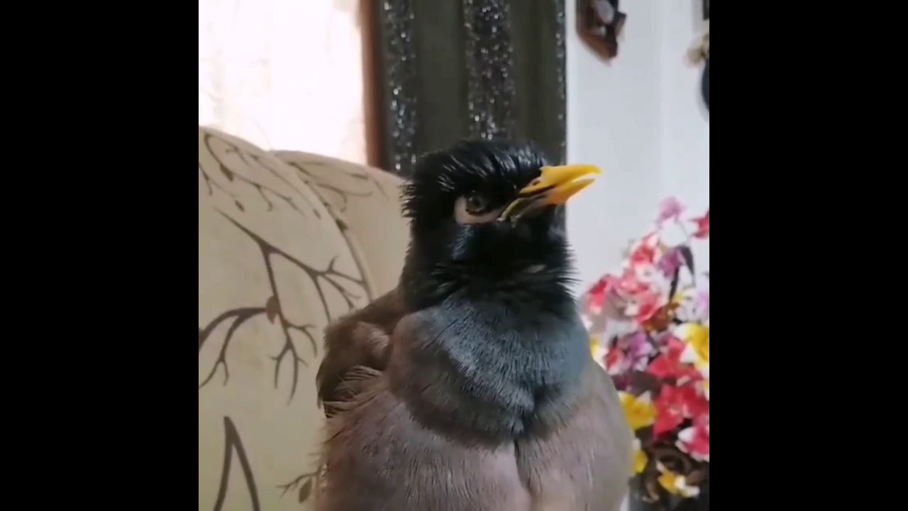 Mina Einheimischer Vögel des Iran ، richtig schlau 😍🤗. مرغ مینا پرنده باهوش بومی ایران 🕊️😍
