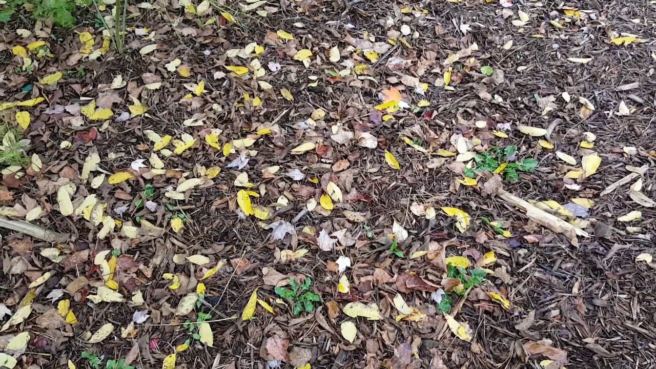 Cold Climate Permaculture: Leaves - The Best Mulch/Fertilizer You Can Use!