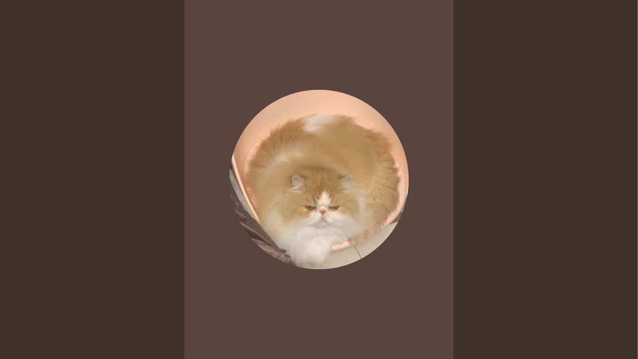 Lazy cat is live just want in sunshine