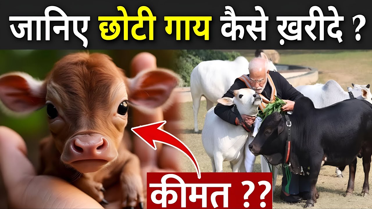 जानिए छोटी गाय कैसे ख़रीदे ? | Punganur Cow Kaise Kharide | Punganur Cow Price