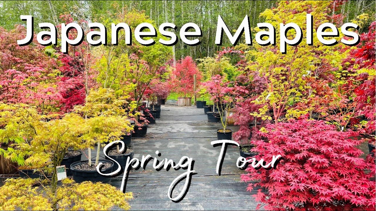 Japanese Maple Trees | Many Varieties | Spring | Tour