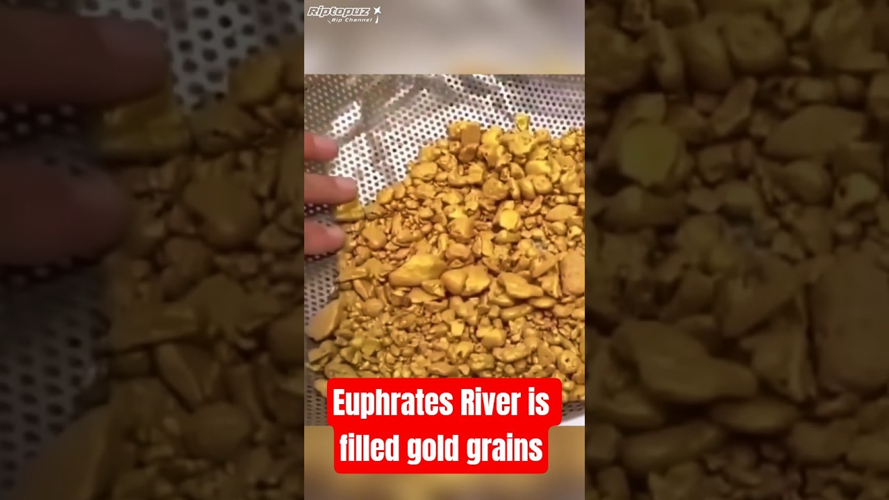 Viral... Euphrates River is Filled Gold Grains #viral #euphratesriver #gold #mining