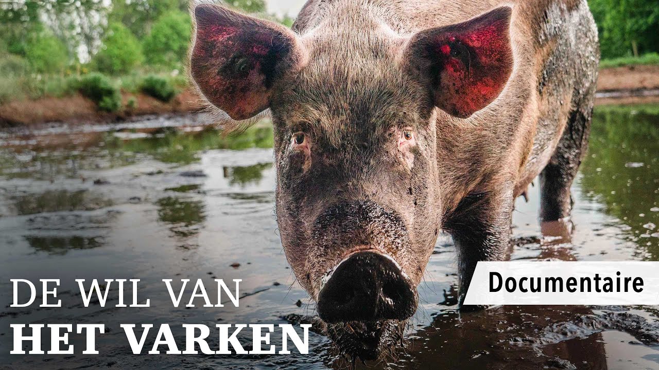 De wil van het varken | Documentaire