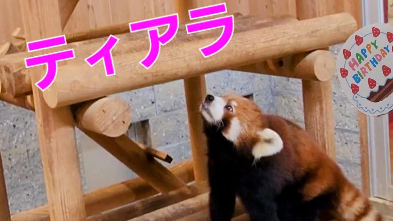 【９才になったレッサーパンダのティアラ】～Nishiyama Zoo red pandas～