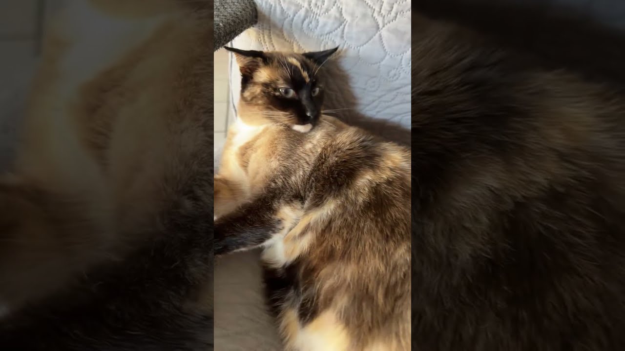 My cat Luna 😻❤️🤩🤩🤩