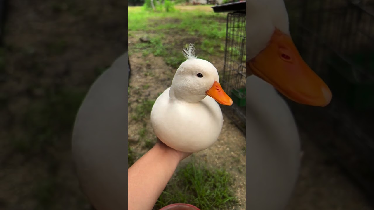 A very sad DUCK Song - Quack4x