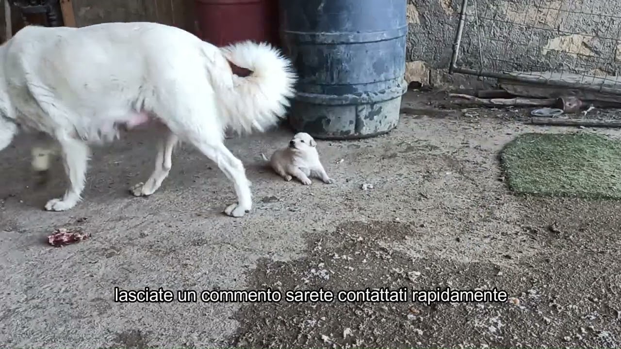 cuccioli 47gg