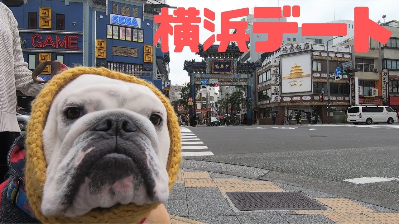 ブルドッグと行く！トラブルだらけの横浜デート