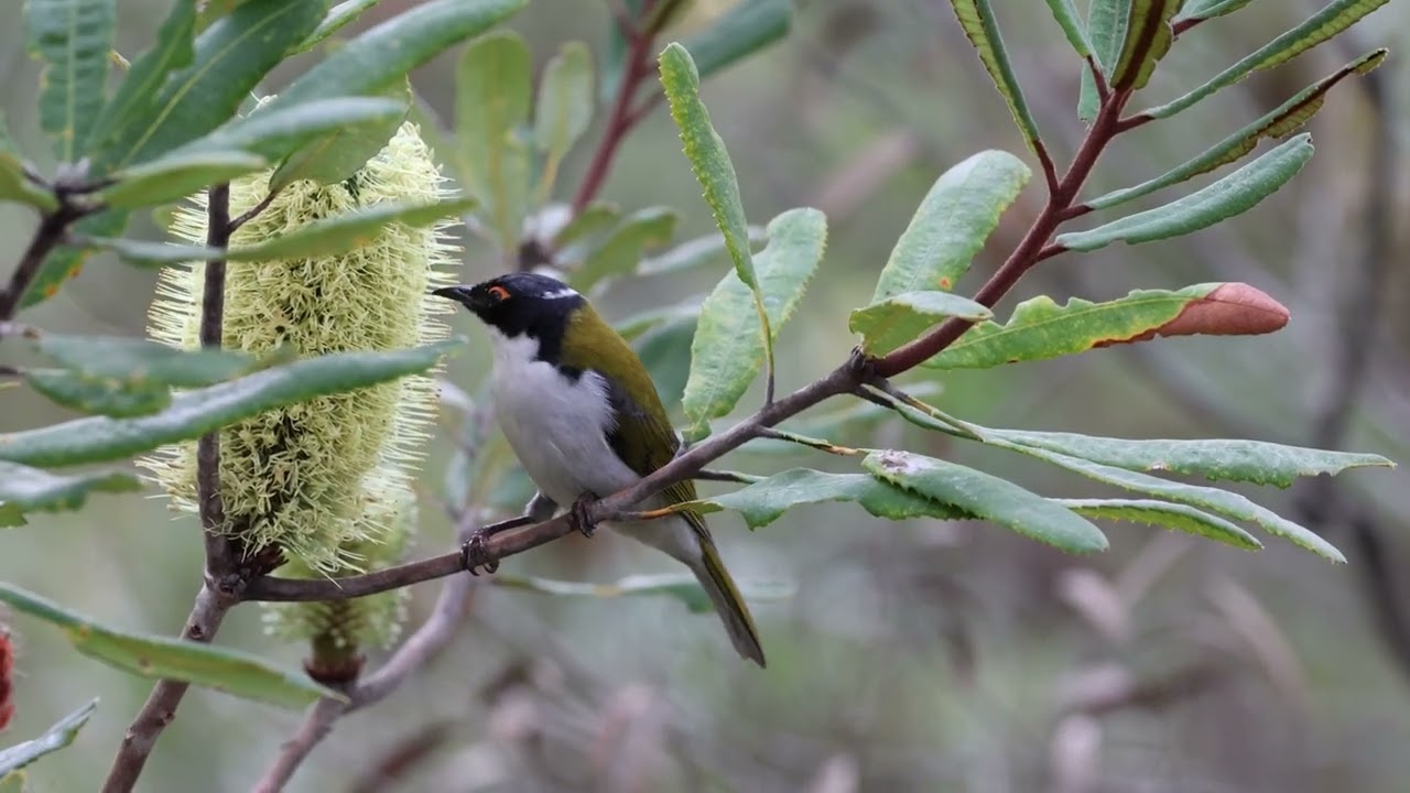 White-Naped Honeyeater at Pelaw Main Loop Track, Apr 2023