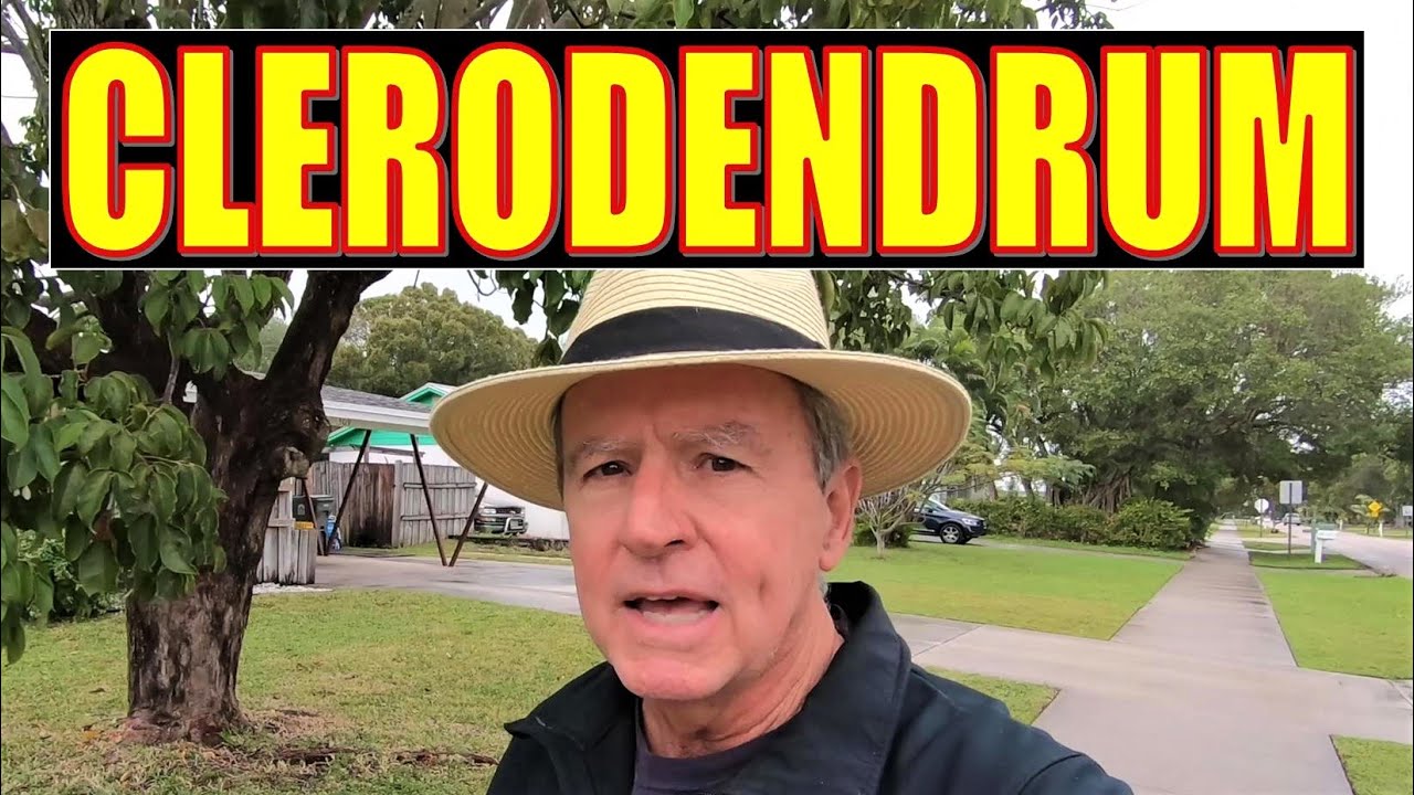 Starburst Bush | Everything You Want to Know About Clerodendrum Quadriloculare