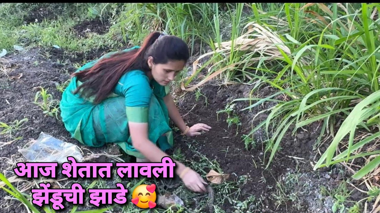 आज शेतात लावली झेंडूची झाडे 🥰   | Bailgada Sharyat |