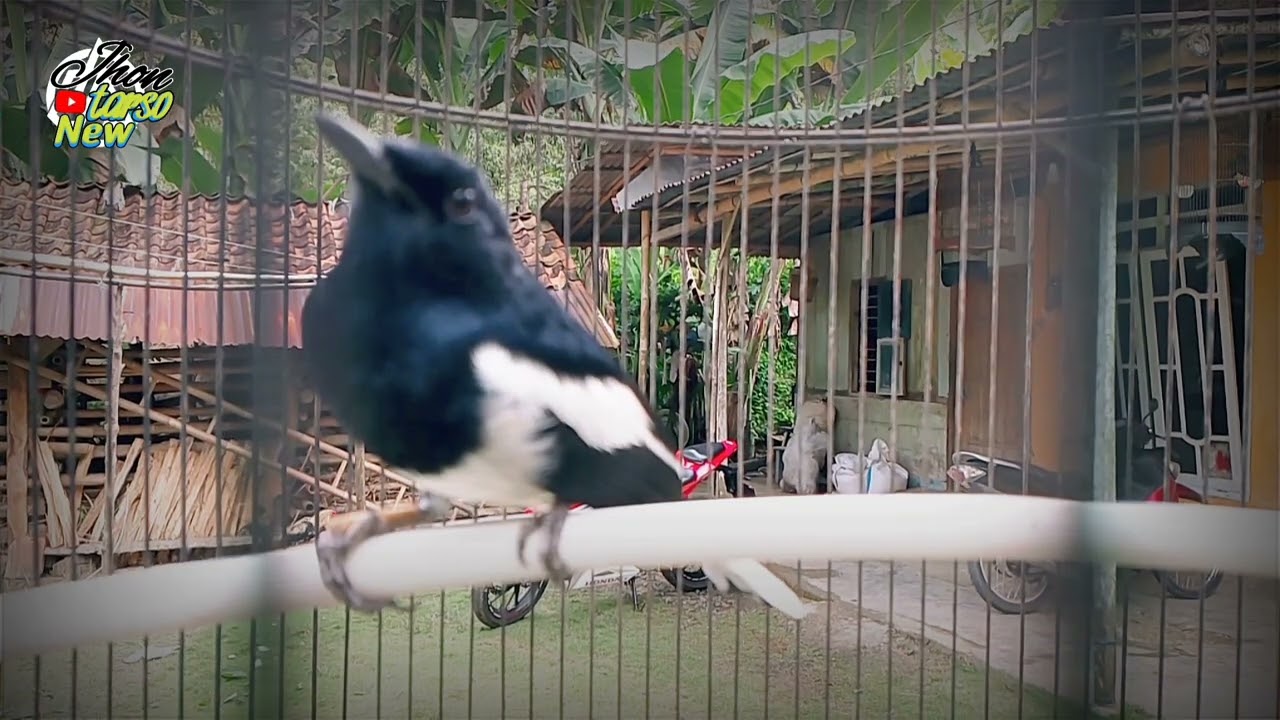 Suara burung Kacer ngeplong memanggil lawan bikin emosi 