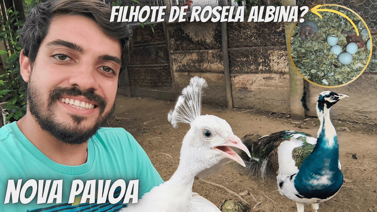 Nova pavoa branca na criação de pavão | Filhote de Rosela albina?