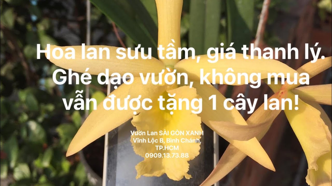 ⚫️ Clip số 44: 01/3/2026 -Hoa lan Catt, Brass giá rẻ -Ghé vườn, không mua vẫn đươac tặng 1 cây lan!