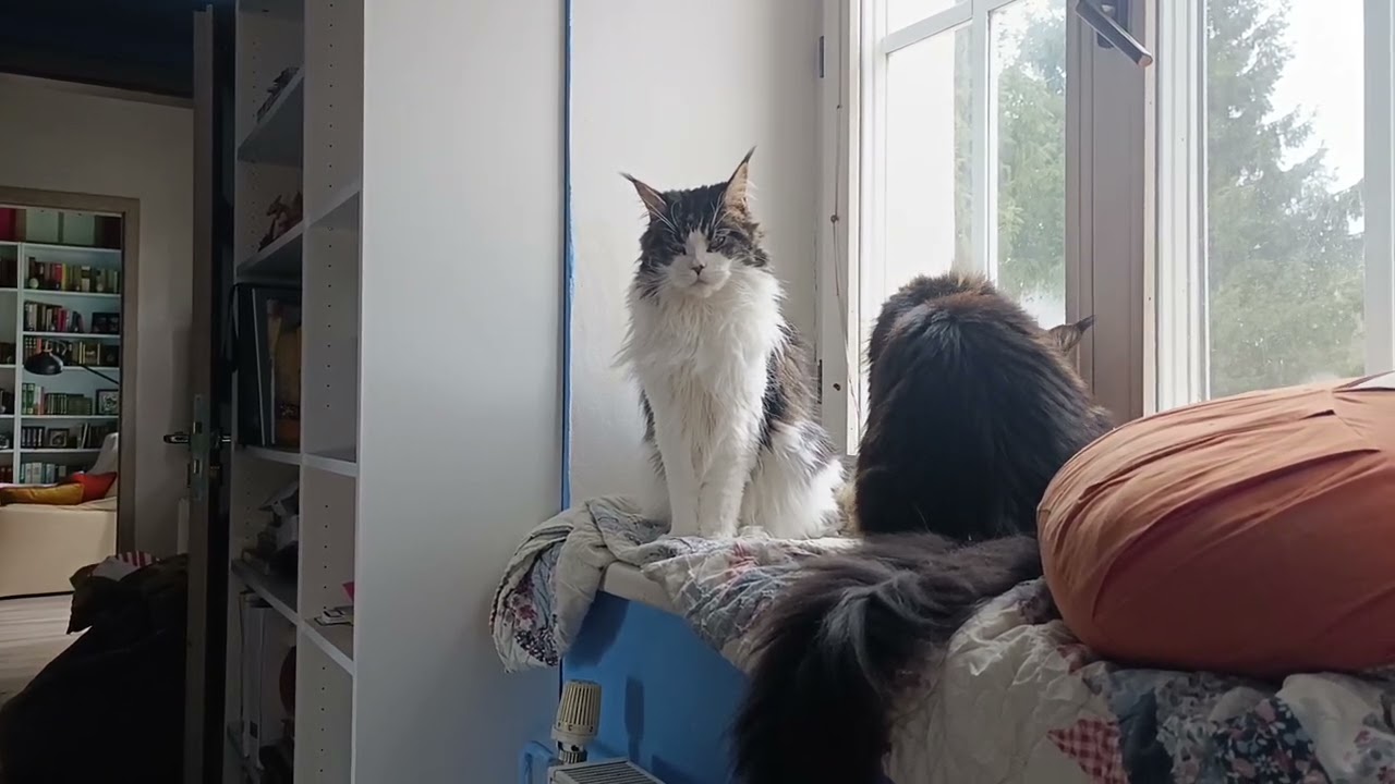 Maine Coons bird watching and fighting for the window spot