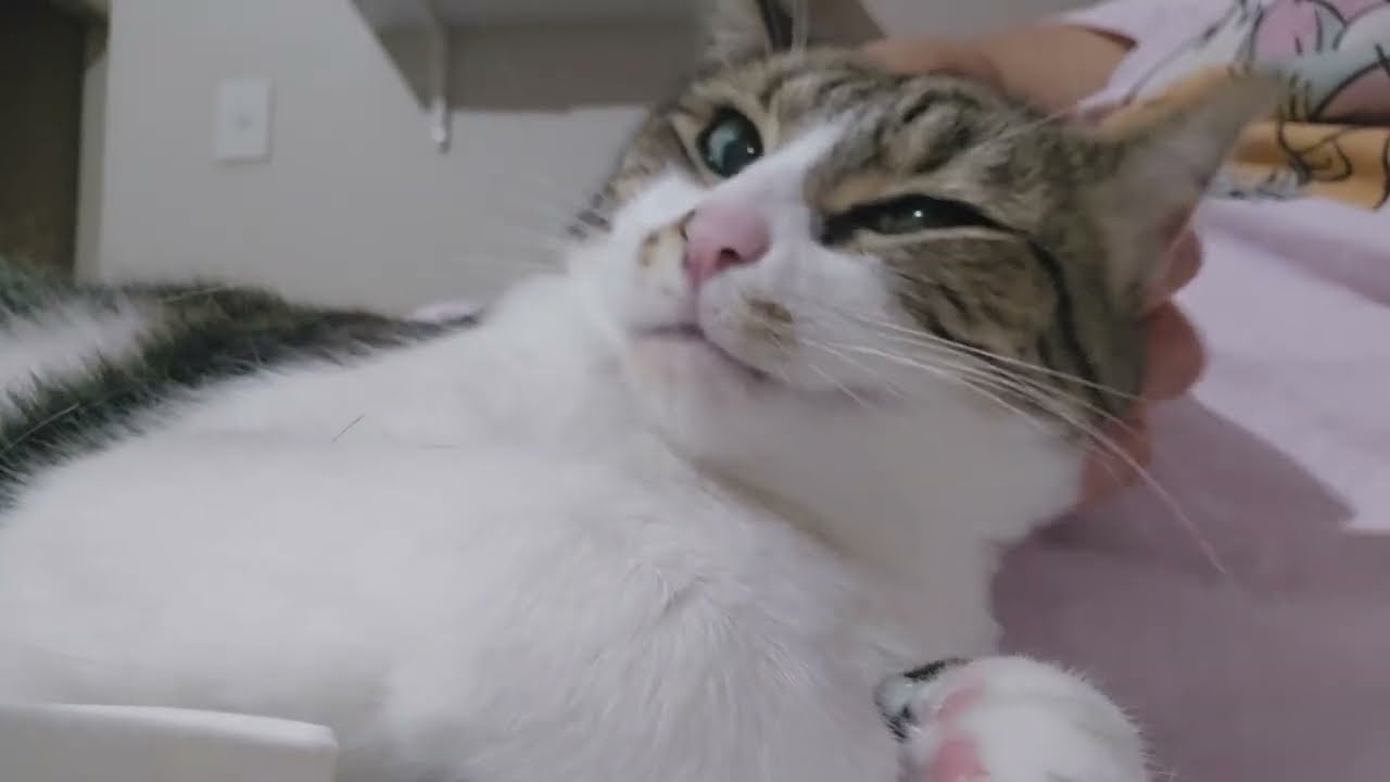 DON'T watch this if you HATE happy cat purrs 