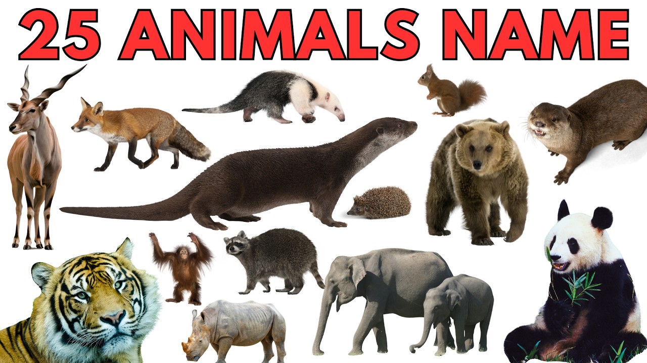 25 Animals Name English and Hindi With Pictures | बच्चों के लिए जानवरों के नाम | Anjali Madam