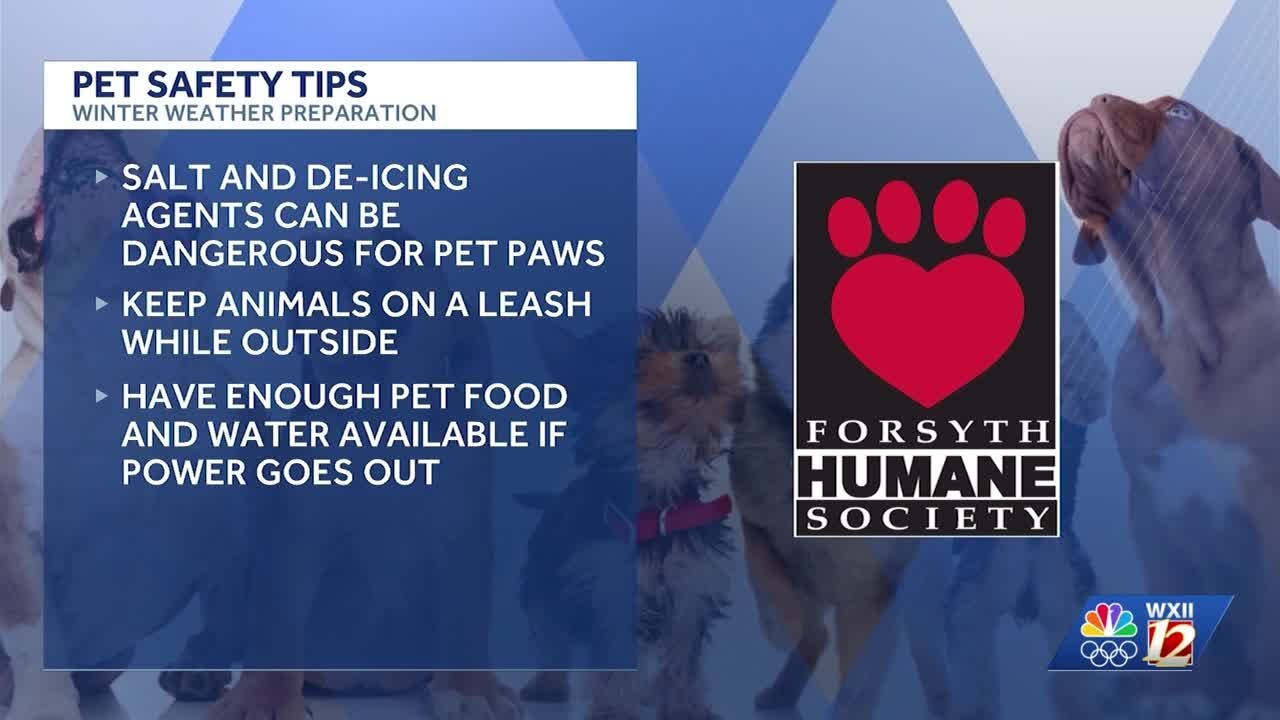 Pet safety tips for below-freezing temperatures in North Carolina
