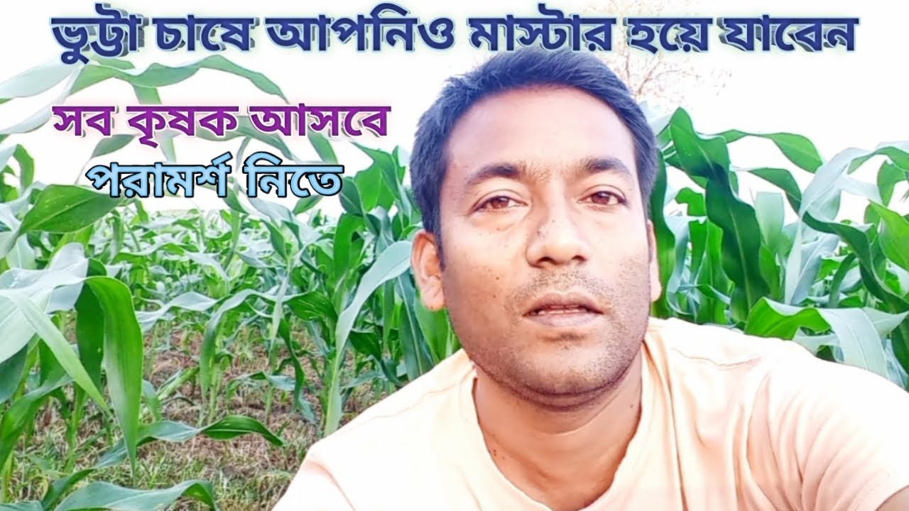 ভুট্টা চাষ পদ্ধতি শুরু থেকে শেষ পর্যন্ত||Ways to increase yield||All the methods of corn cultivation