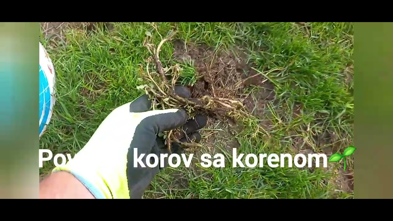 Kako popraviti travnjak? Uradi sam. ☘️