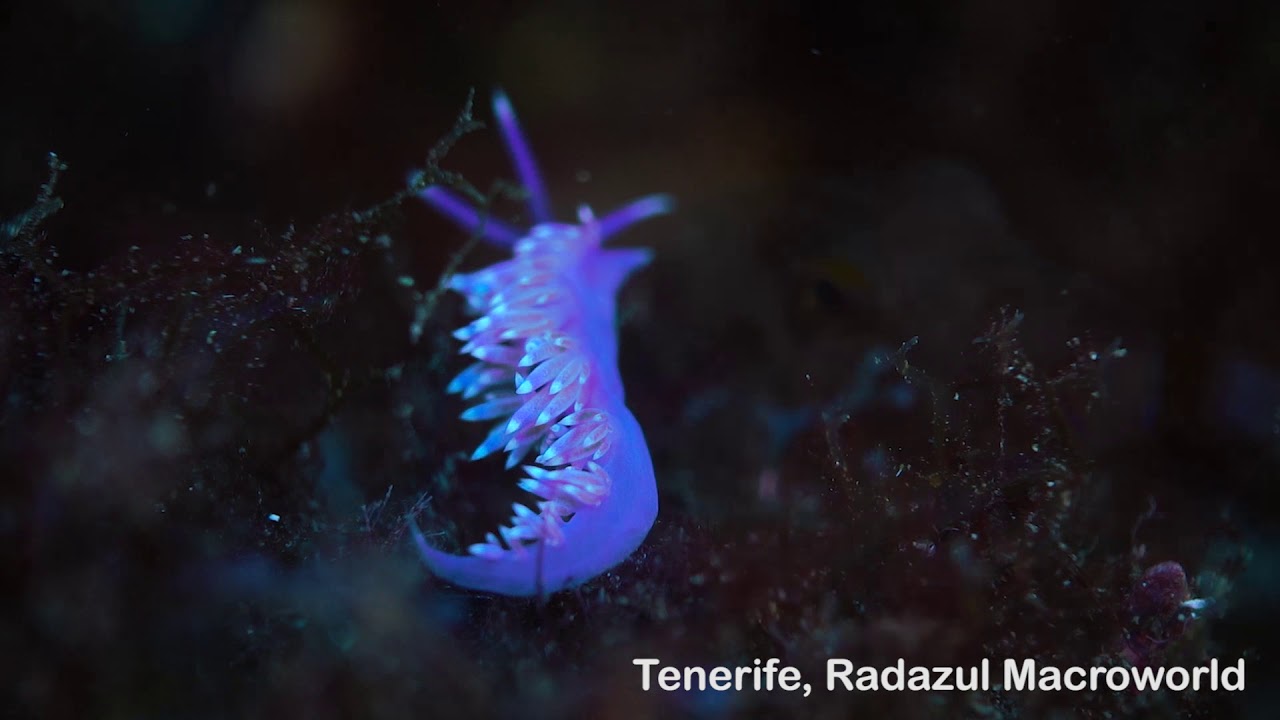 Underwater Macro World, Tenerife with Scubanana