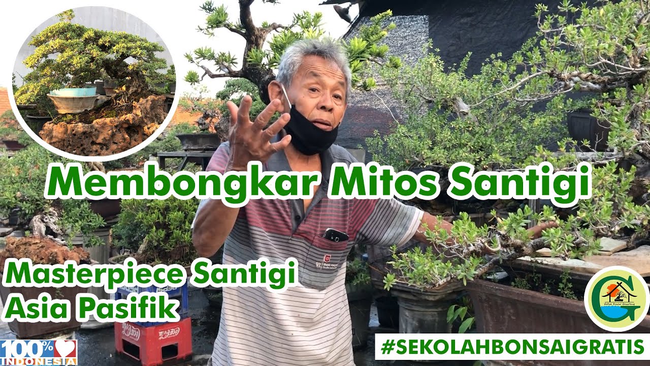 RAHASIA PERAWATAN POHON SANTIGI | #SEKOLAHBONSAIGRATIS