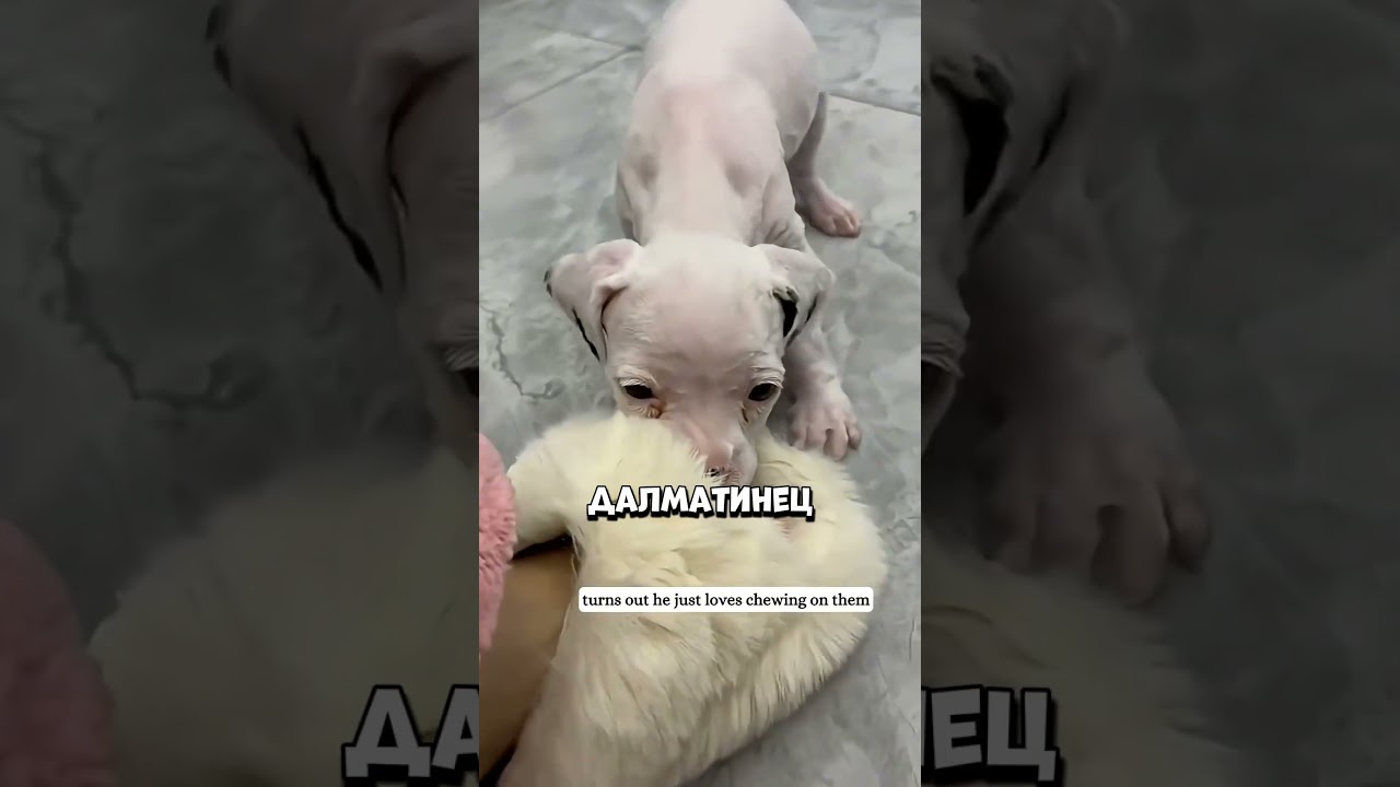 Подбирая щенка парень и подумать не мог кто вырастет.🐶🏡