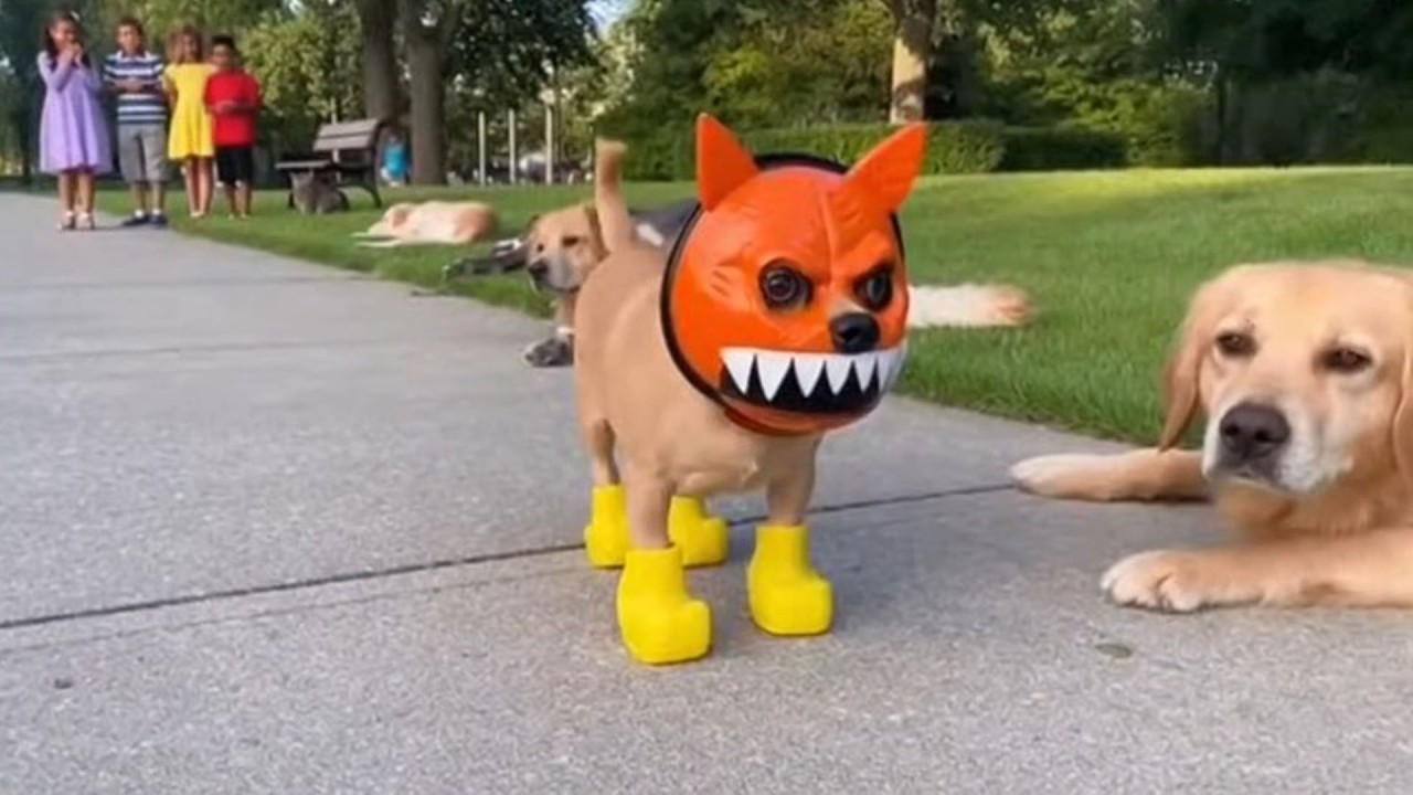 You Never Believe Chihuahua in a scary mask pranks the dog & cat #funny #cat #fypシ #dog