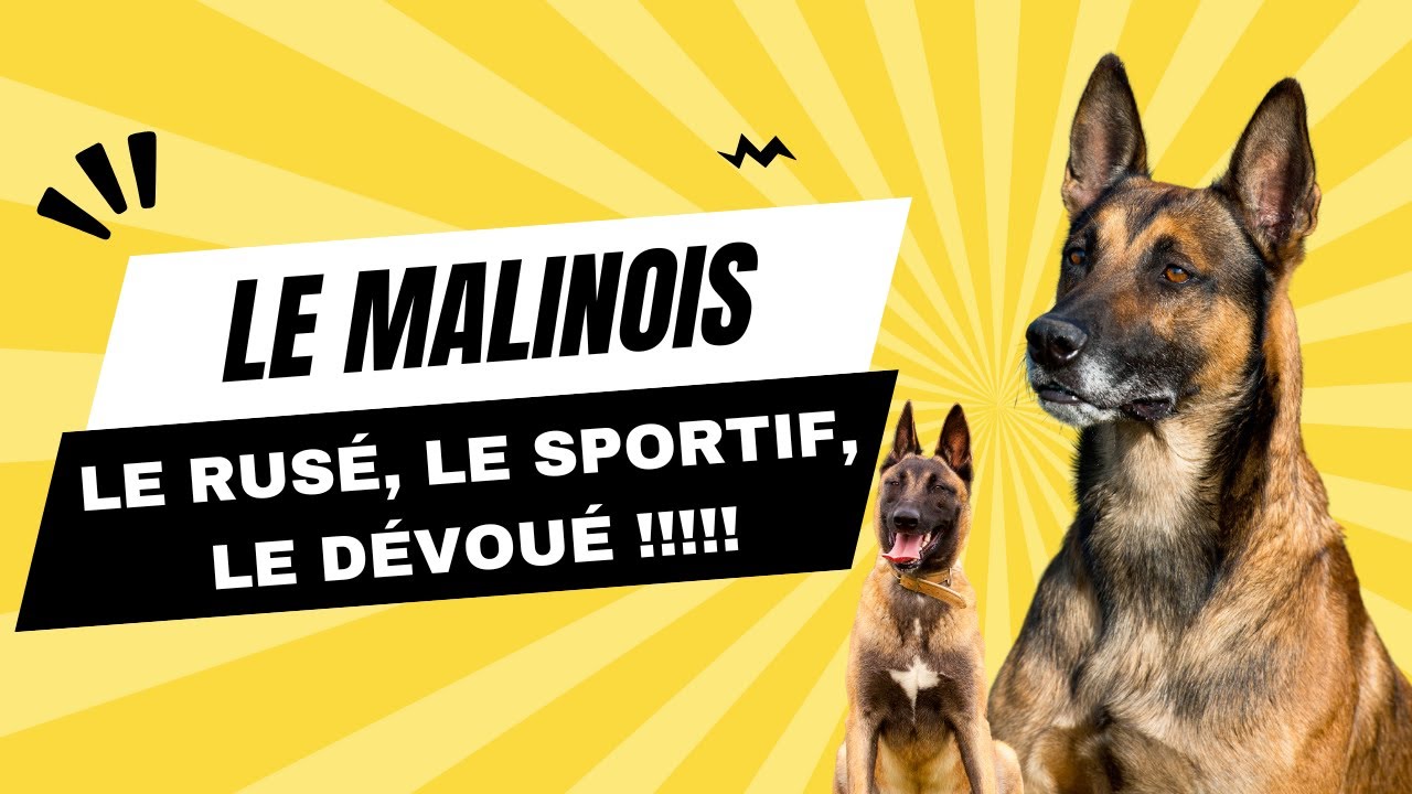Le Berger Belge Malinois : LE Chien Sportif, Rus&eacute; et D&eacute;vou&eacute; Par Excellence
