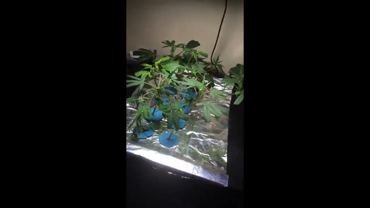 My homemade bubble cloner