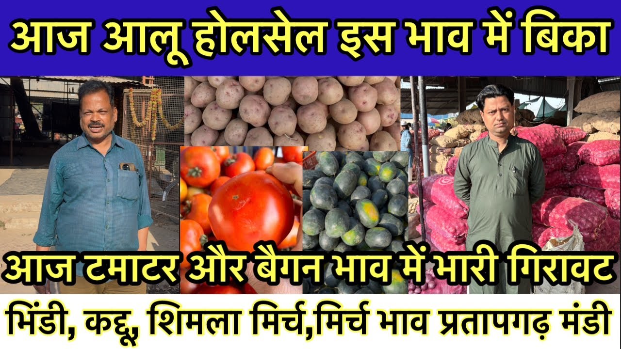 13/03/2026 आज टमाटर और बैगन भाव में भारी गिरावट | aalu mandi bhav today | Taja sabjiyo ka bhav 